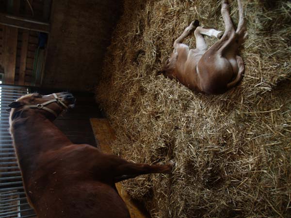 Brevet auf Weidhof 2010-65