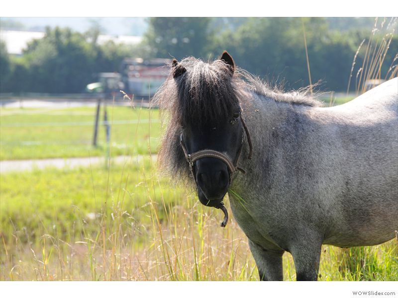 Ferien-Reitlager2012-27