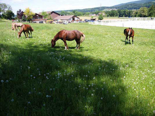 Patrouillenritt09Pferdeweide