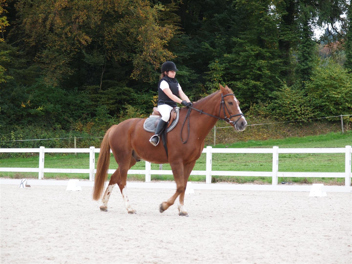 131020PferdesporttagWeidhof-25 (Large).JPG